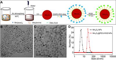 Manganese-Based Targeted Nanoparticles for Postoperative Gastric Cancer Monitoring via Magnetic Resonance Imaging